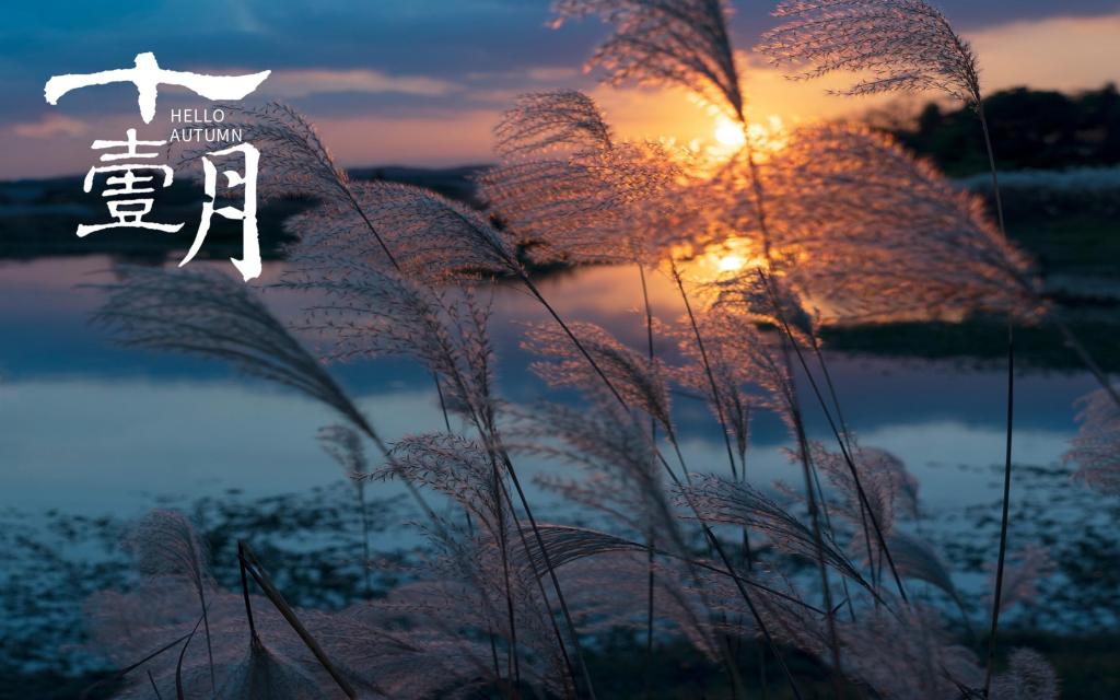十一月你好唯美落日芦苇自然风光