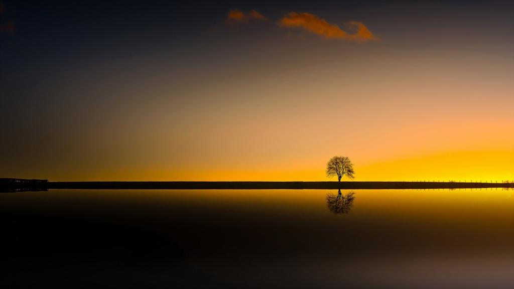 黄昏下的一颗树