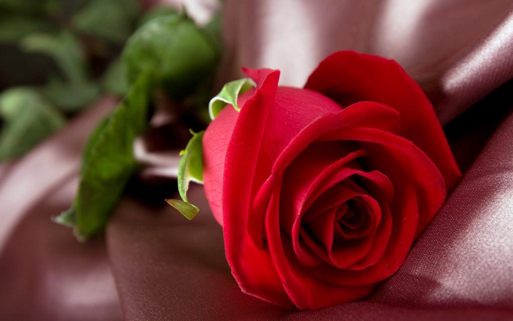 浪漫七夕情人节玫瑰系列