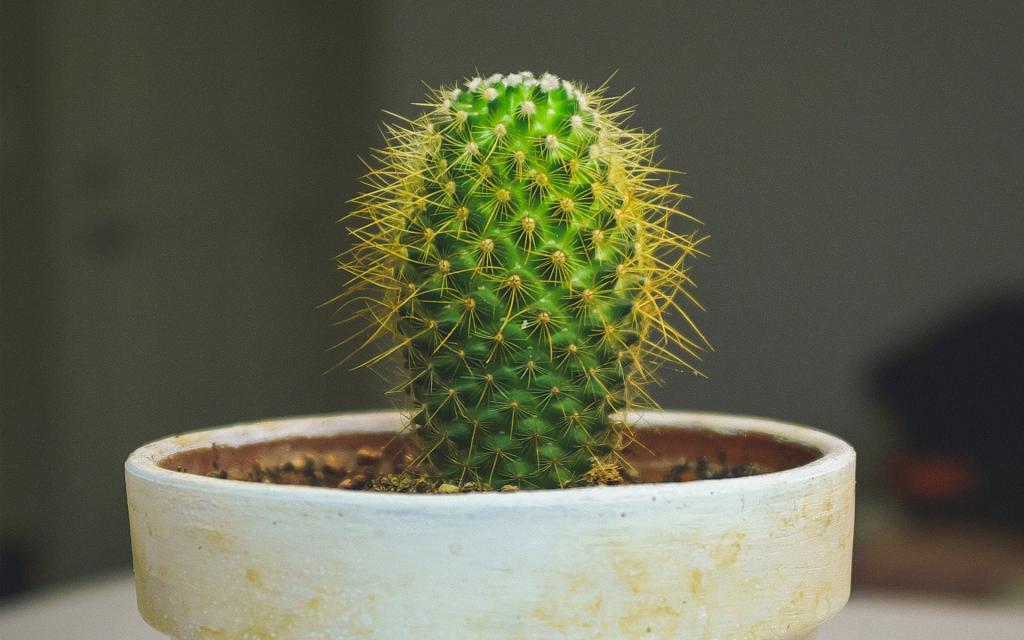 充满艺术感的小仙人掌摆设