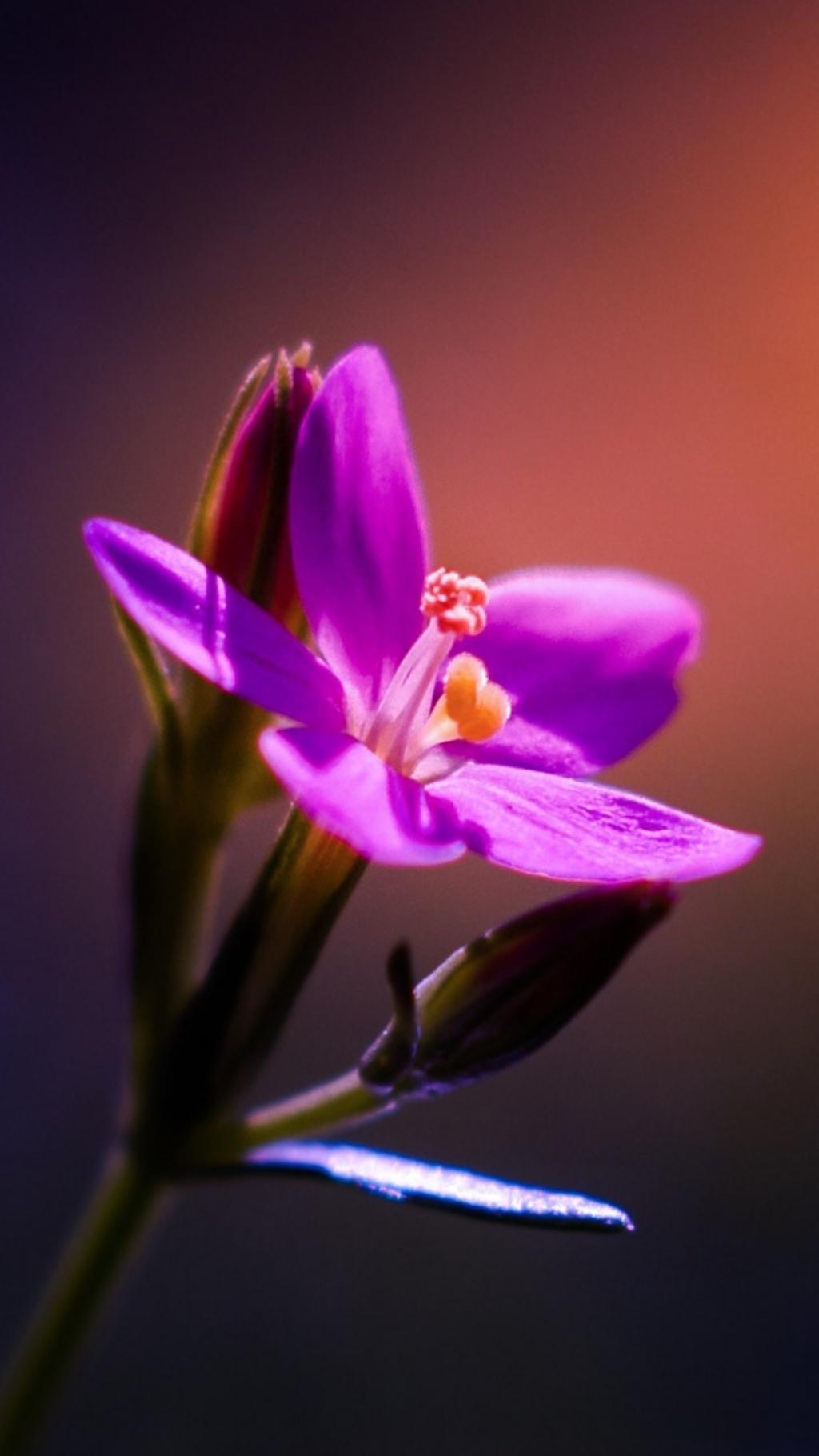 唯美花朵植物摄影