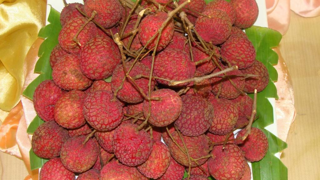 又到荔枝成熟时