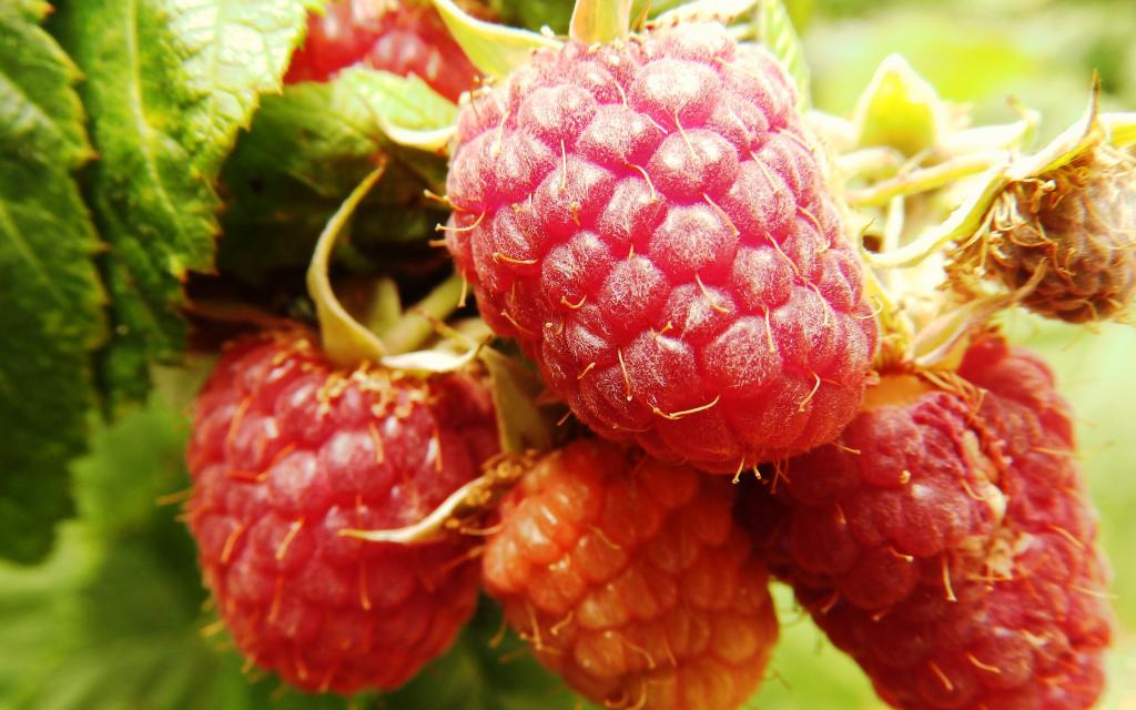 营养丰富的山莓