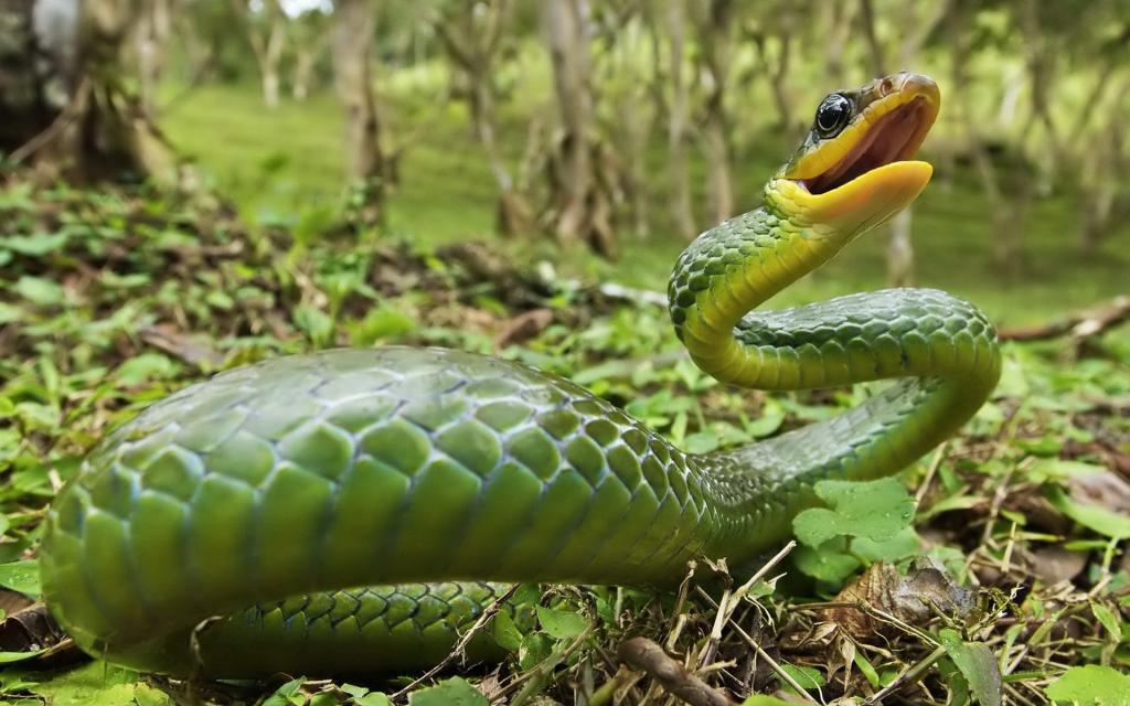 青色蛇高清特写