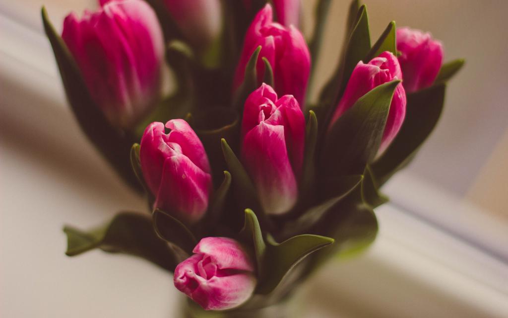 一束郁金香的特写