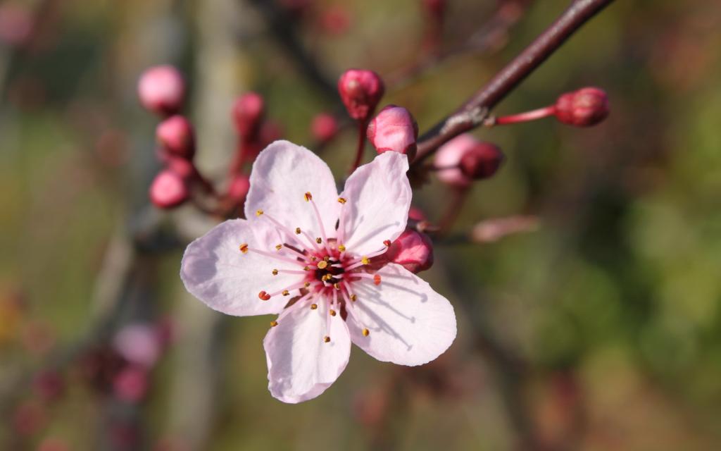 娇艳欲滴的花卉