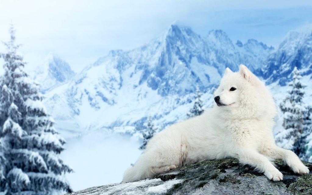 可爱在狗狗在雪中漫步