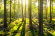 浓郁的树木森林图片