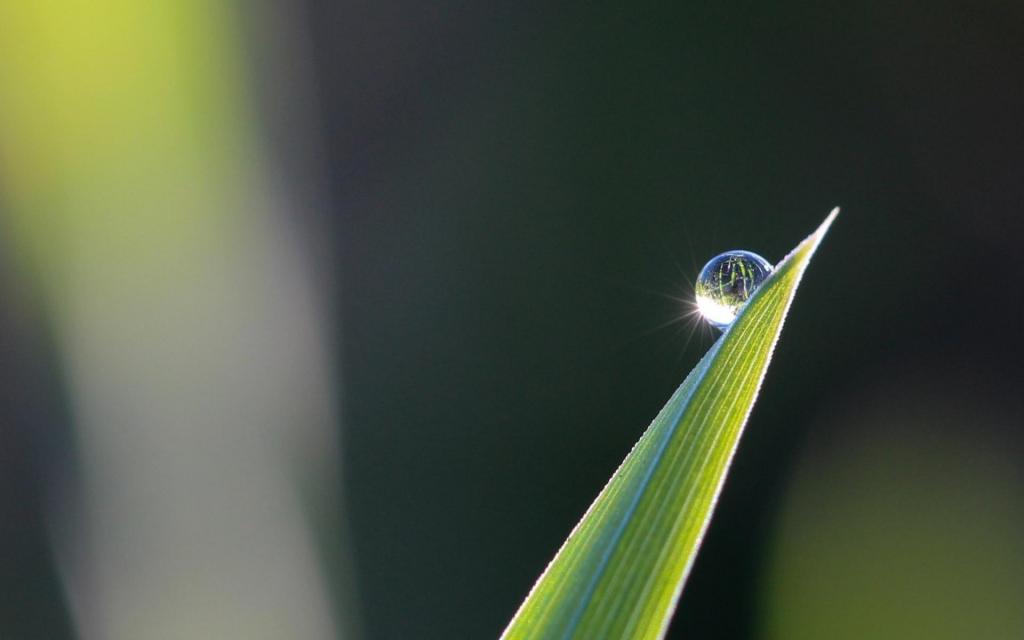 叶尖上的小清新露珠