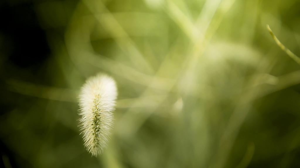 小清新植物唯美写真