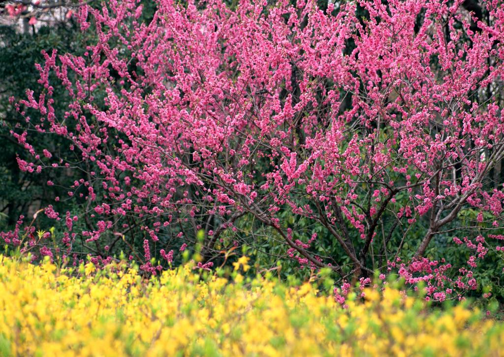 桃花烂漫