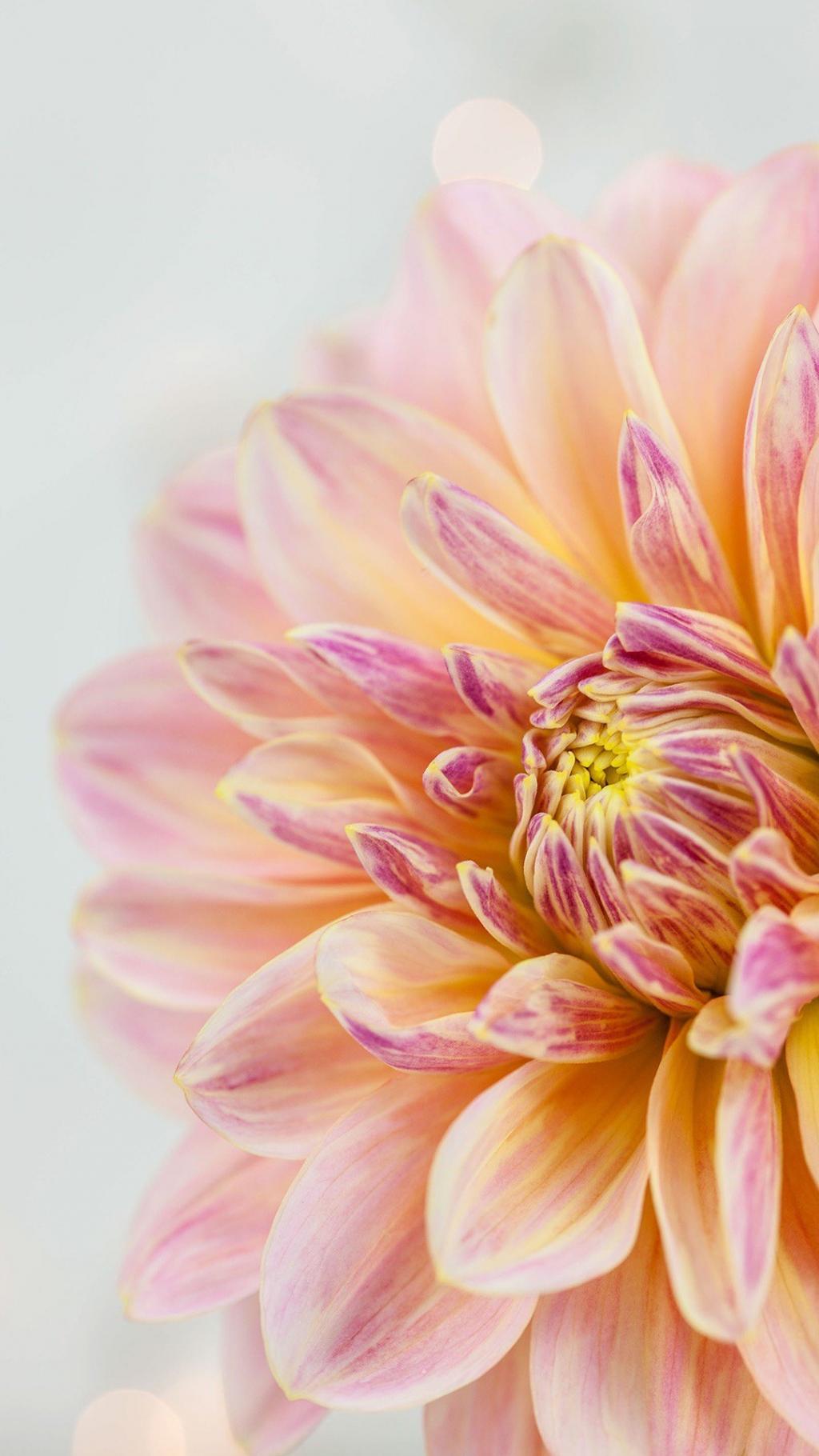 五颜六色的鲜艳花朵