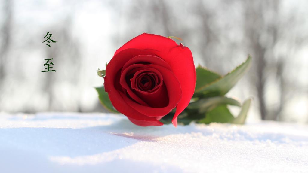 冬至24节气创意写真