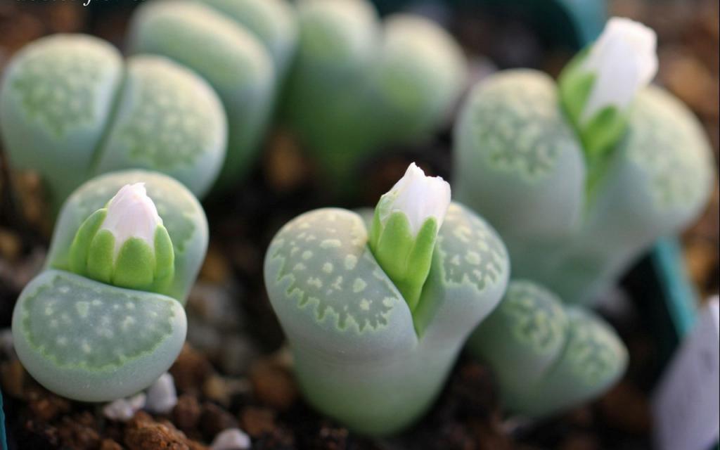 肉肉植物特写图片