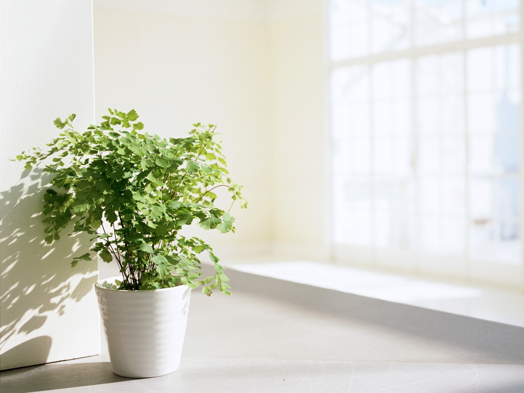 朴素的室内花饰