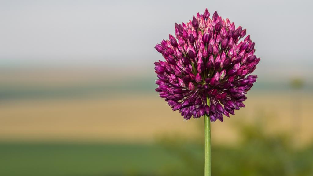 好看的紫色花卉