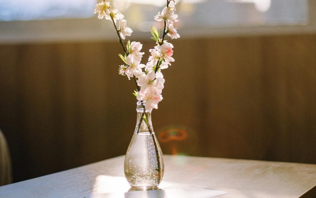 室内小清闲花卉