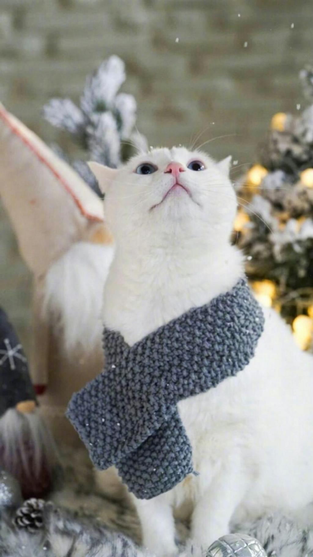 可爱圣诞白猫