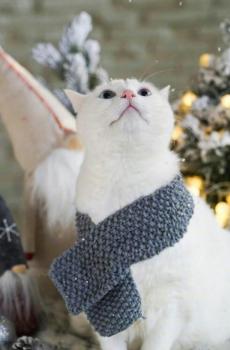 可爱圣诞白猫-2