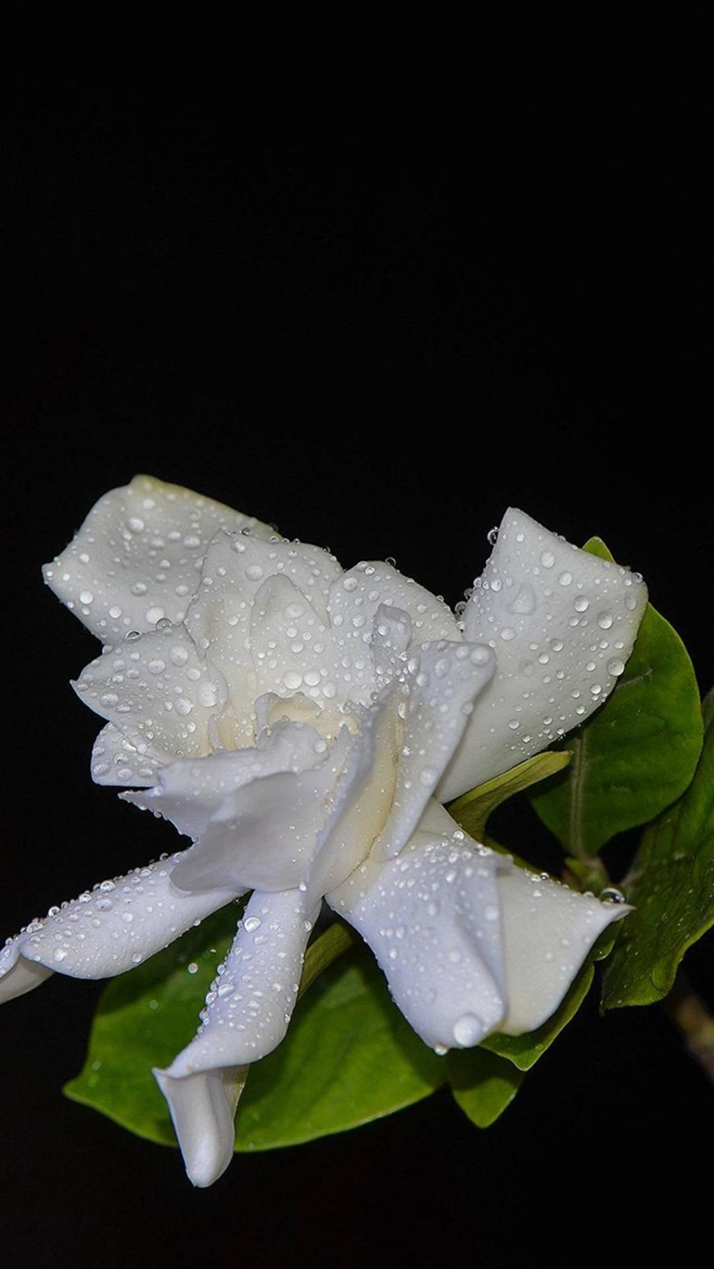 个性洁白栀子花摄影