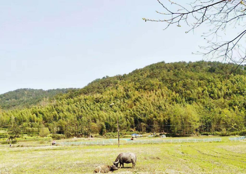 田园理想生活图鉴