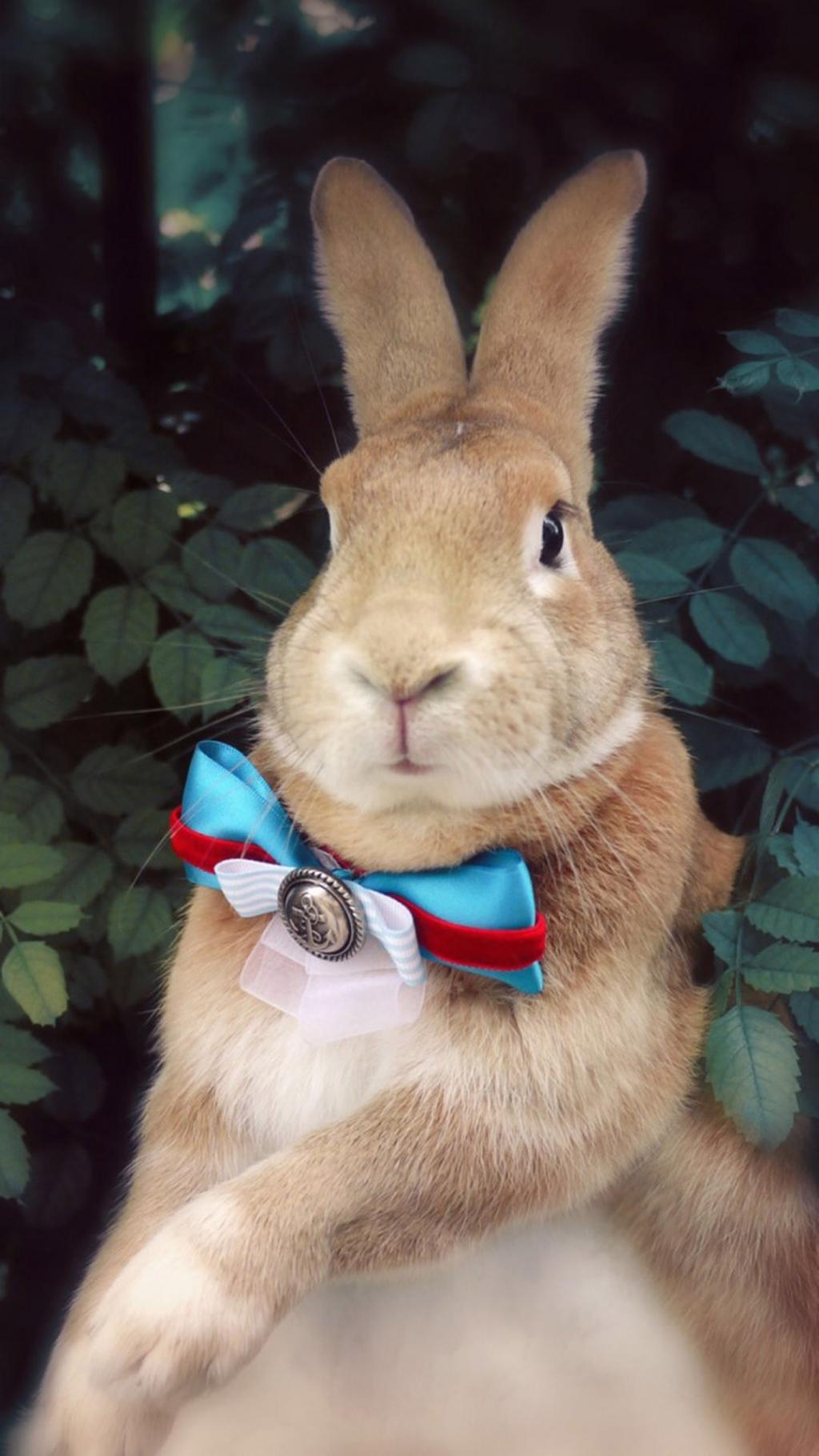 软萌可爱居家兔兔