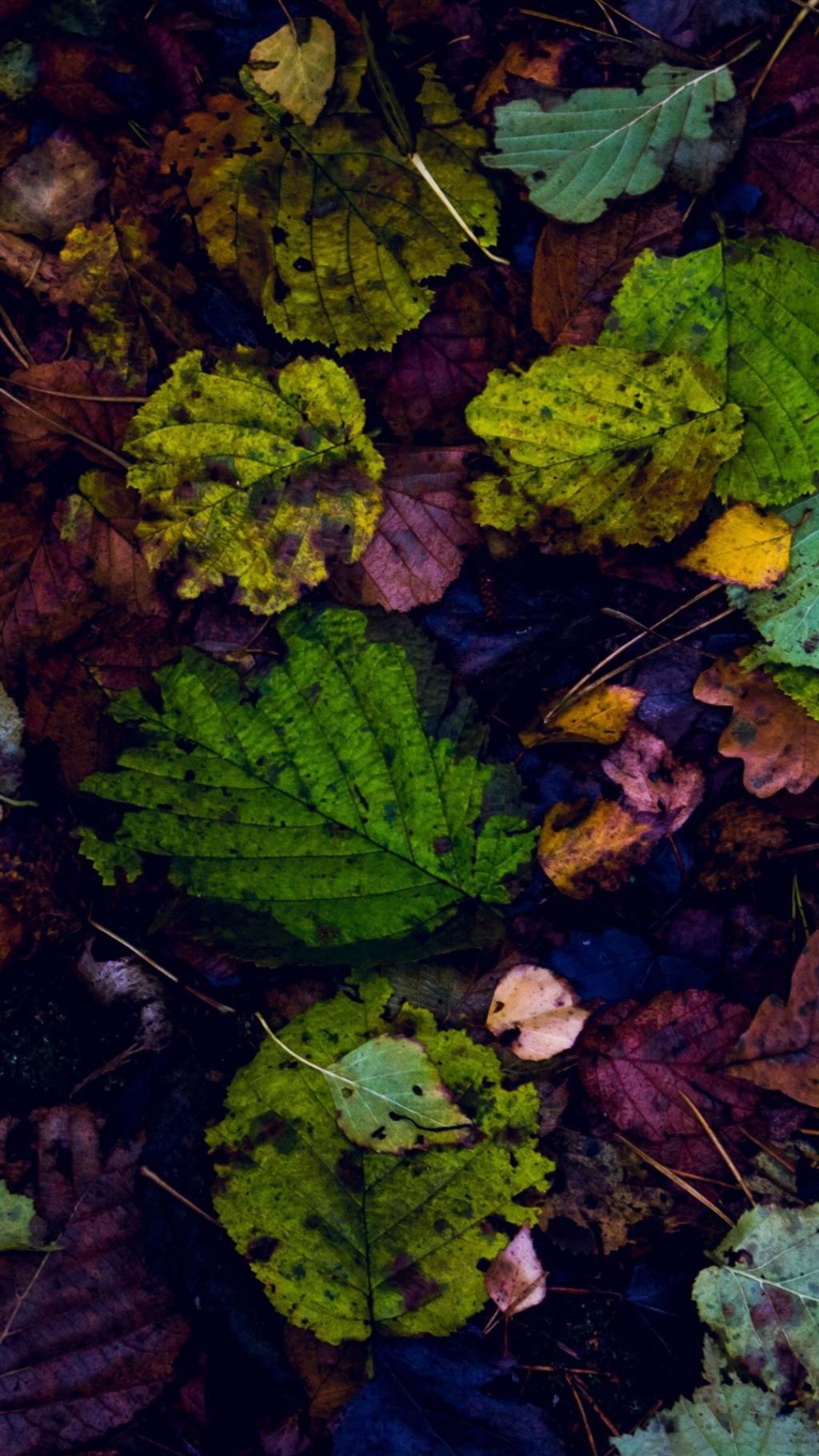 绿色护眼植物花卉