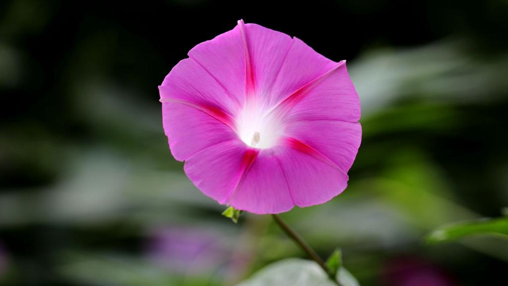 各色各样的牵牛花