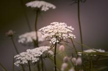 如此好看的野胡萝卜花