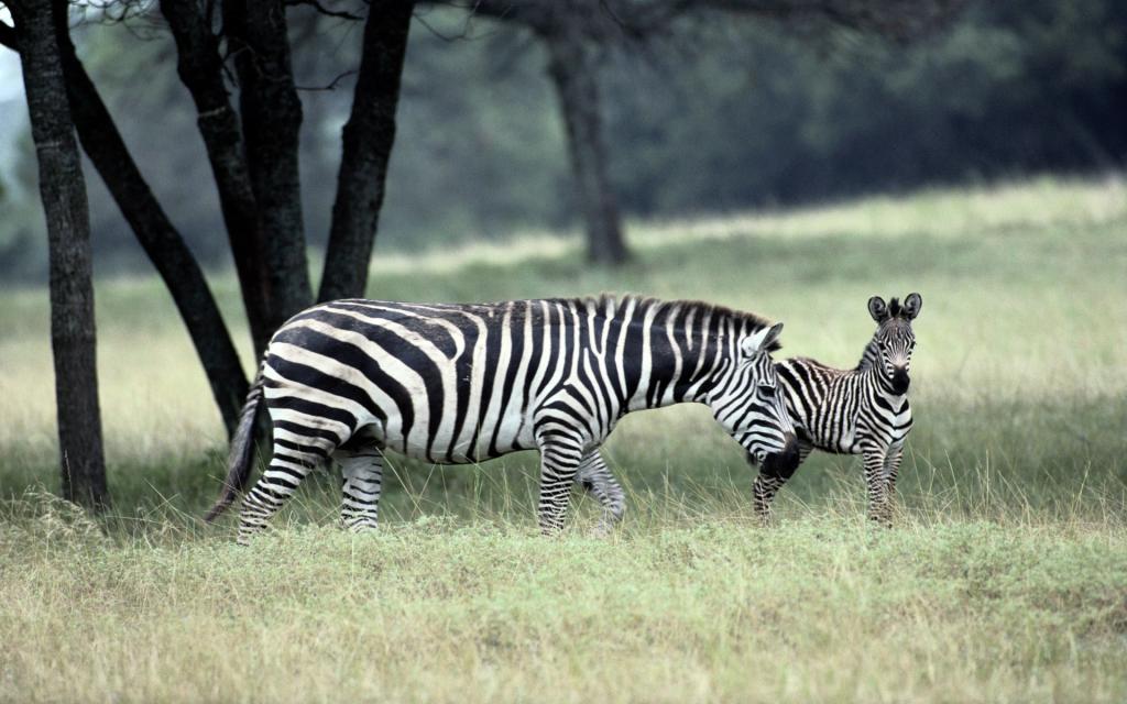 飞翔爬行的野生动物