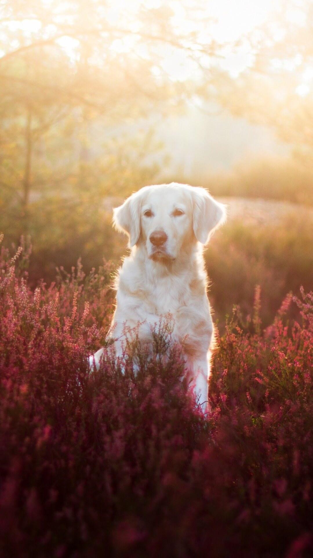 蠢萌金毛,高清桌面,手机锁屏图片-壁纸族