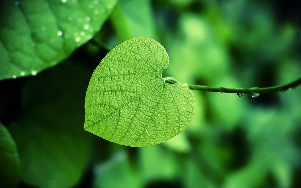 小清新绿色护眼图片