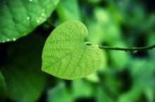 小清新绿色护眼图片