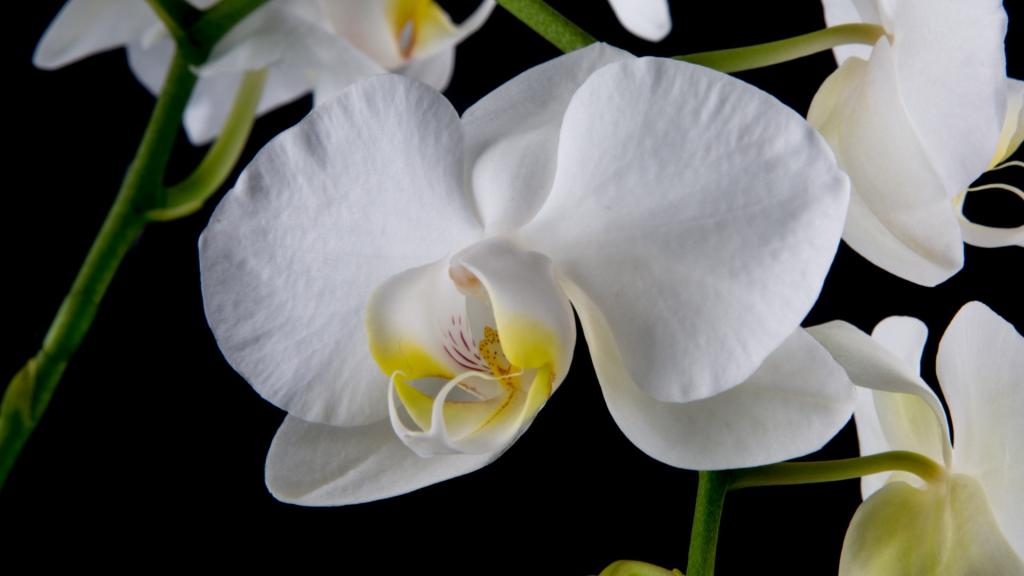 白色蝴蝶兰