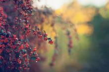 大自然的治愈系小清新植物唯美写真