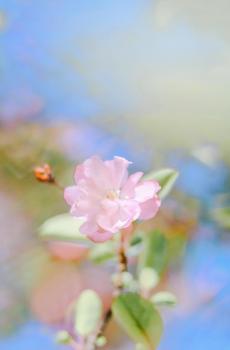 你若盛开,我必来-5