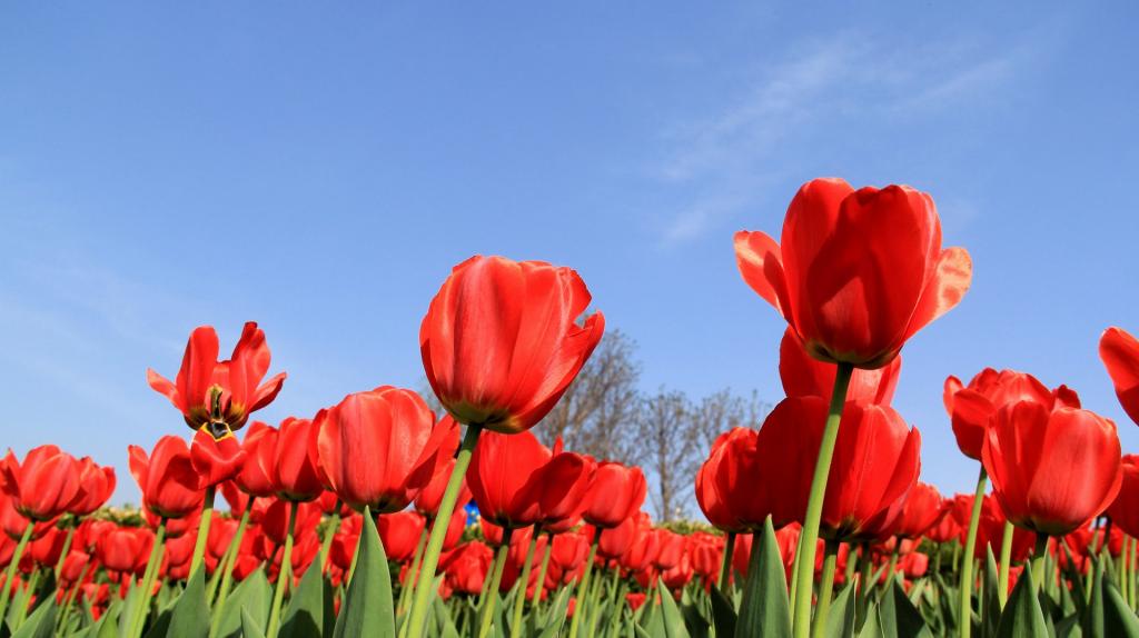 尊贵郁金香花丛