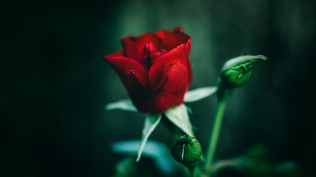 芬芳娇艳的红玫瑰