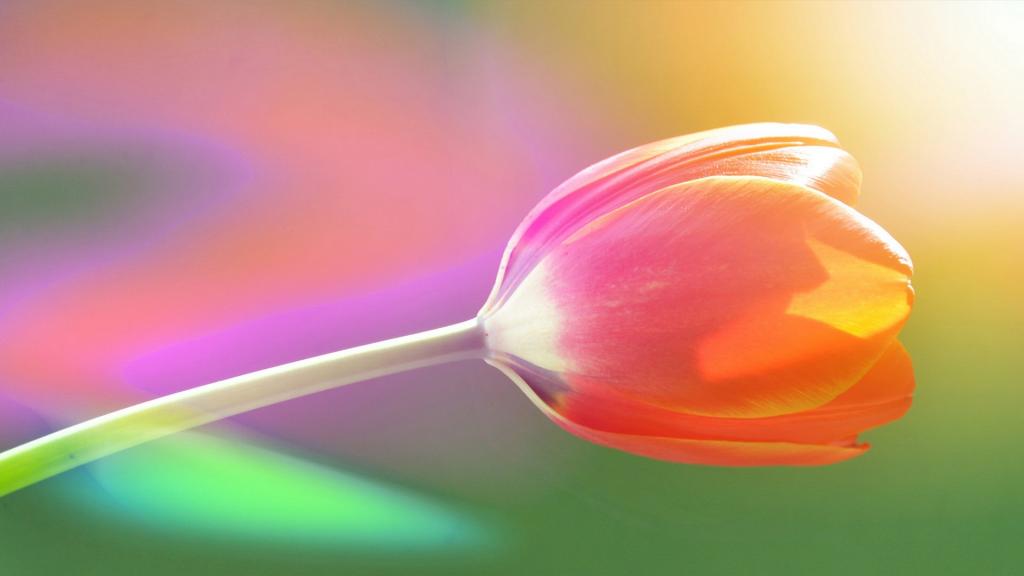 各色各样的娇花