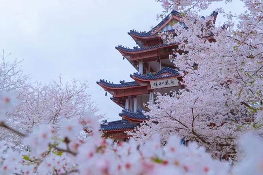 武大樱花将进入盛开期