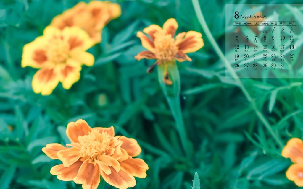 2018年8月小清新绿植唯美写真日历