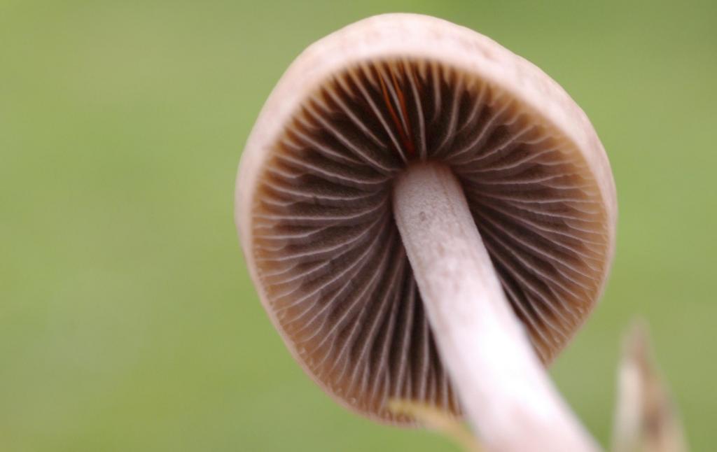 野生菌类蘑菇