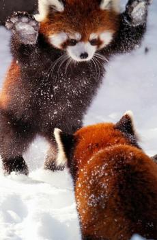 小浣熊干脆面君