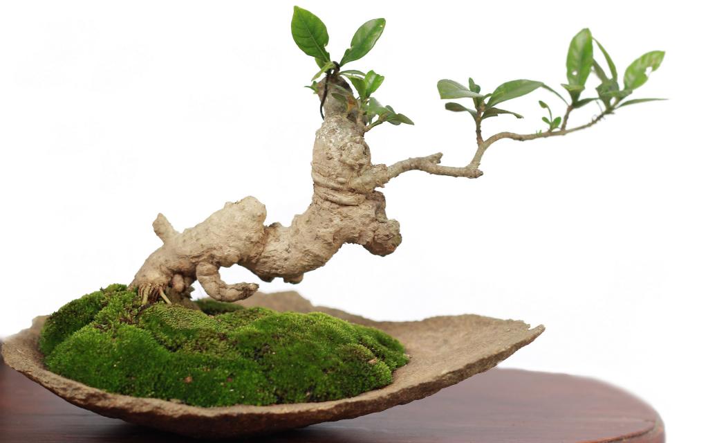 绿色观赏植物盆栽