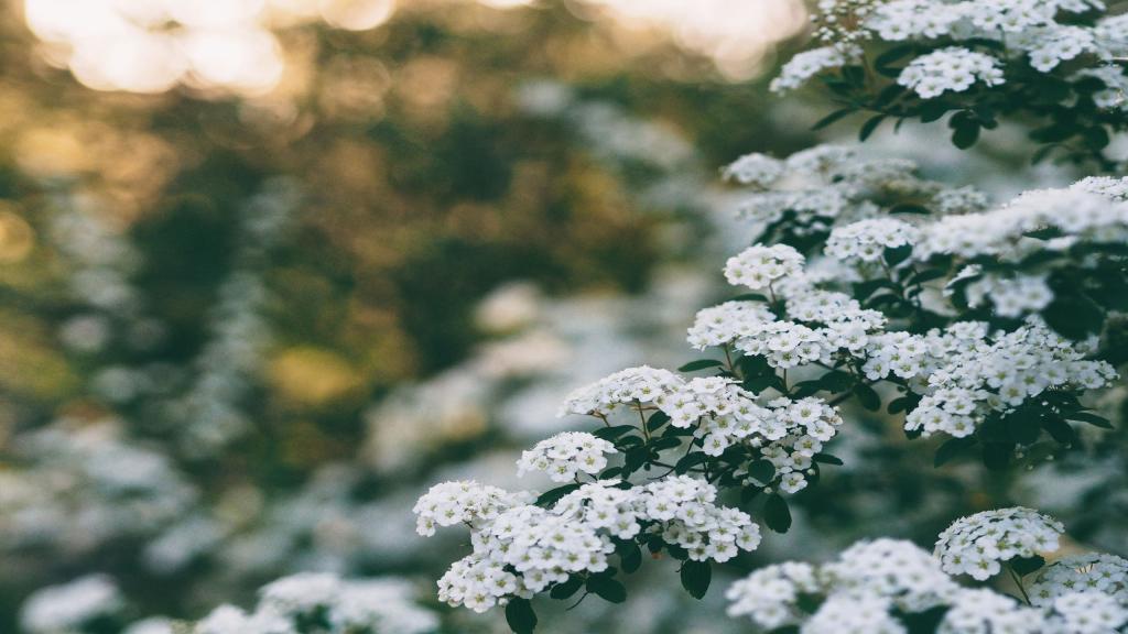 白色的花儿散发出淡淡的清香
