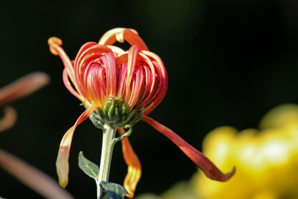 九九重阳节迷人菊花微距摄影