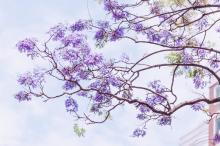 初夏,打卡官任路蓝花楹