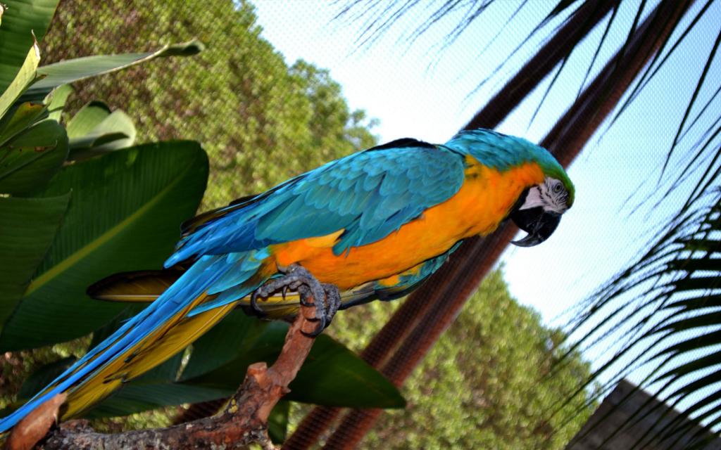 有趣的野生鸟儿都没有牙齿