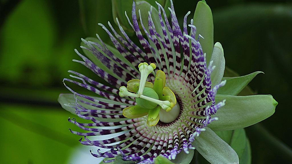 奇异的西番莲花