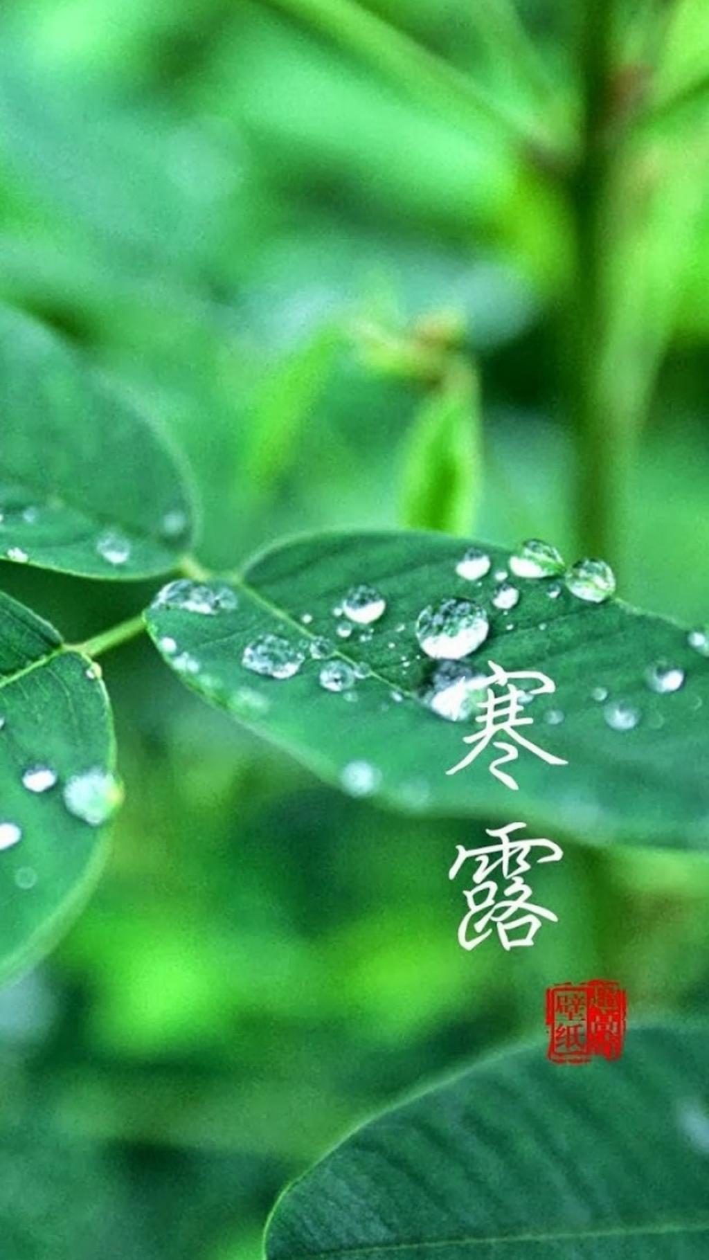 小清新唯美背景寒露节气